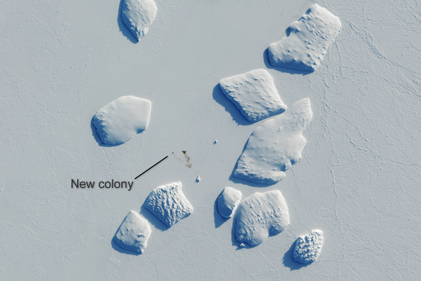 Ninnis Bank - jedna z nowych kolonii pingwina cesarskiego, odkryta dzięki zastosowaniu zobrazowań satelitarnych Sentinel-2. Brązowe plamki na lodzie to ptasie odchody. Uwięzione w lodzie góry lodowe mają po około 2 km średnicy. For. ESA.